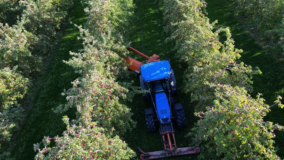 Agricultural machinery working between orchard trees